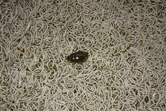 Hydrochara affinis