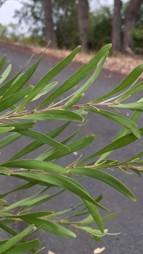 Image of Acacia floribunda by no rights reserved