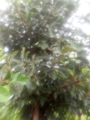 Vitex doniana