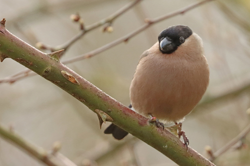 Camachuelo común (Pyrrhula pyrrhula)