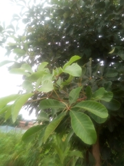 Vitex doniana