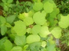 Triumfetta rhomboidea