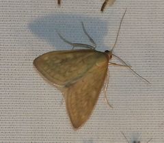 Ostrinia nubilalis