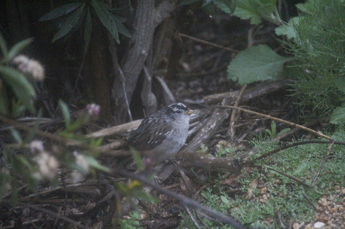 iNaturalist observation photo of White-crowned Sparrow