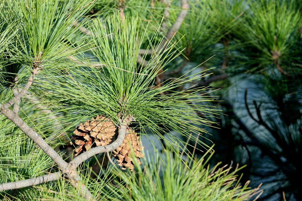 Pinus canariensis - council-listed tree