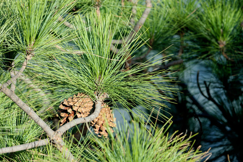 Canary Island pine (Pinus canariensis)