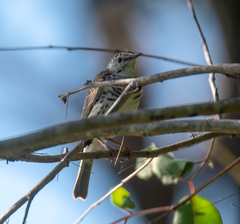 Ramsayornis fasciatus