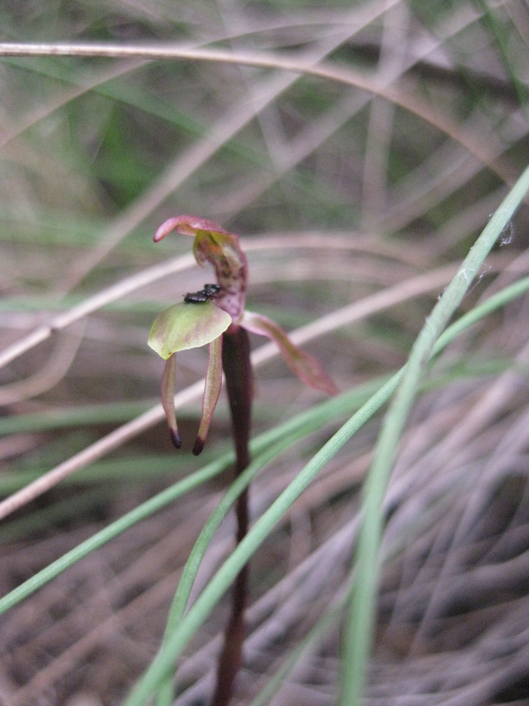 Chiloglottis palachila