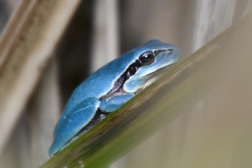 Mediterranean Tree Frog, photo 7 of 10