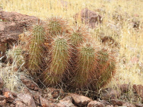 Echinocereus bonkerae
