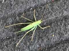 Meconema thalassinum