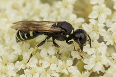 Ectemnius trifasciatus