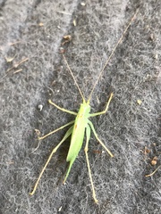 Meconema thalassinum
