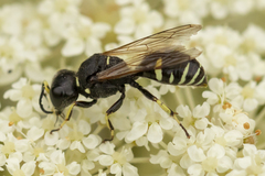 Ectemnius trifasciatus