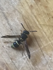 Ancistrocerus catskill
