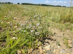 Ziziphora clinopodioides