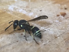 Ancistrocerus catskill