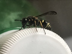 Ancistrocerus catskill