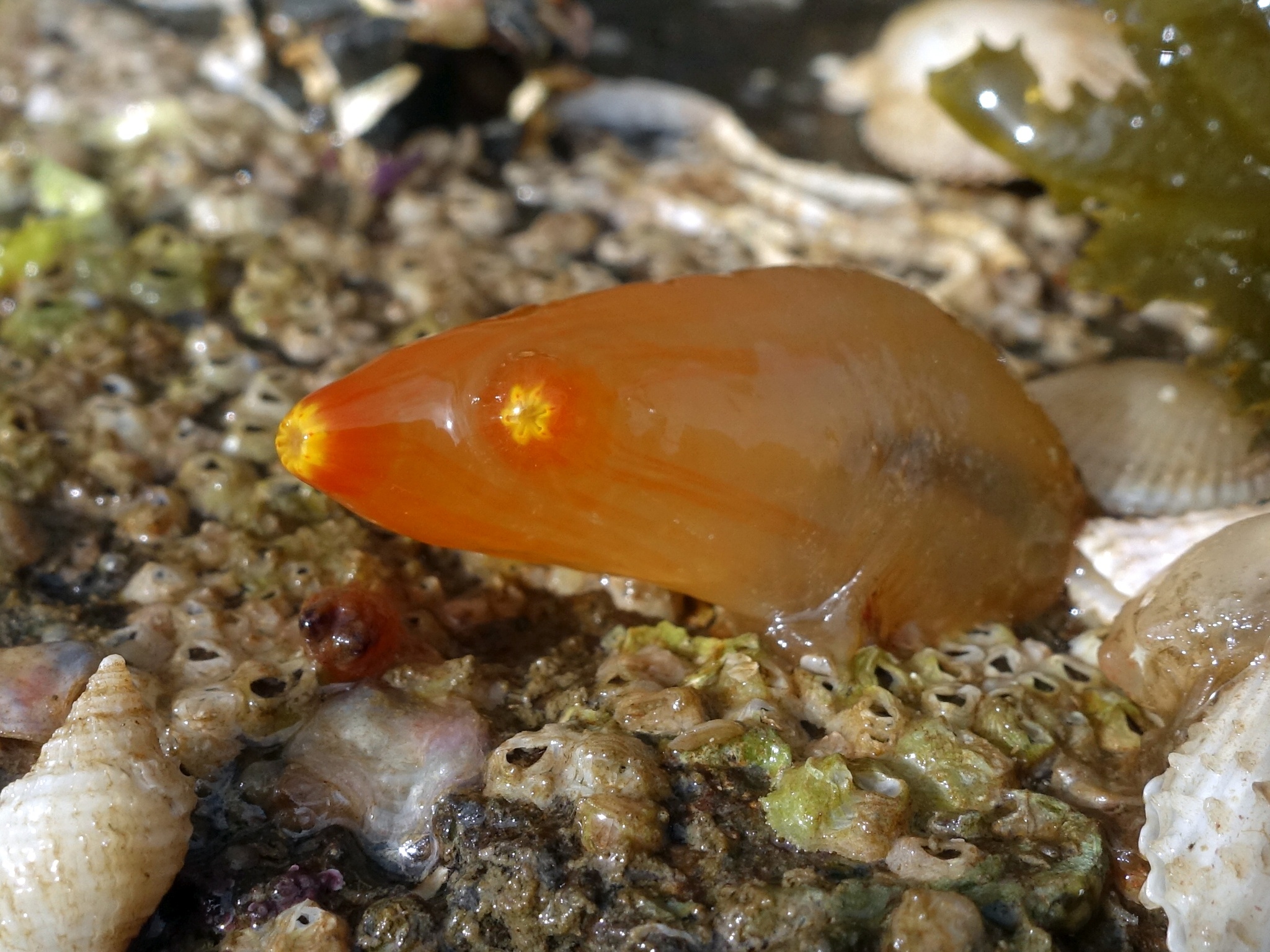 Ciona intestinalis (Linnaeus, 1767)