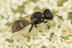 Ectemnius trifasciatus