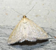 Sitochroa chortalis