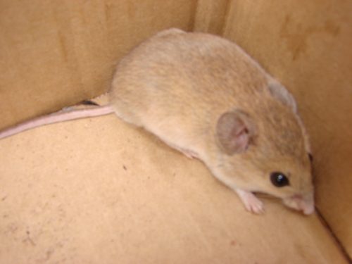 Cerrado mouse (Thalpomys cerradensis) — Least Concern Mammalia