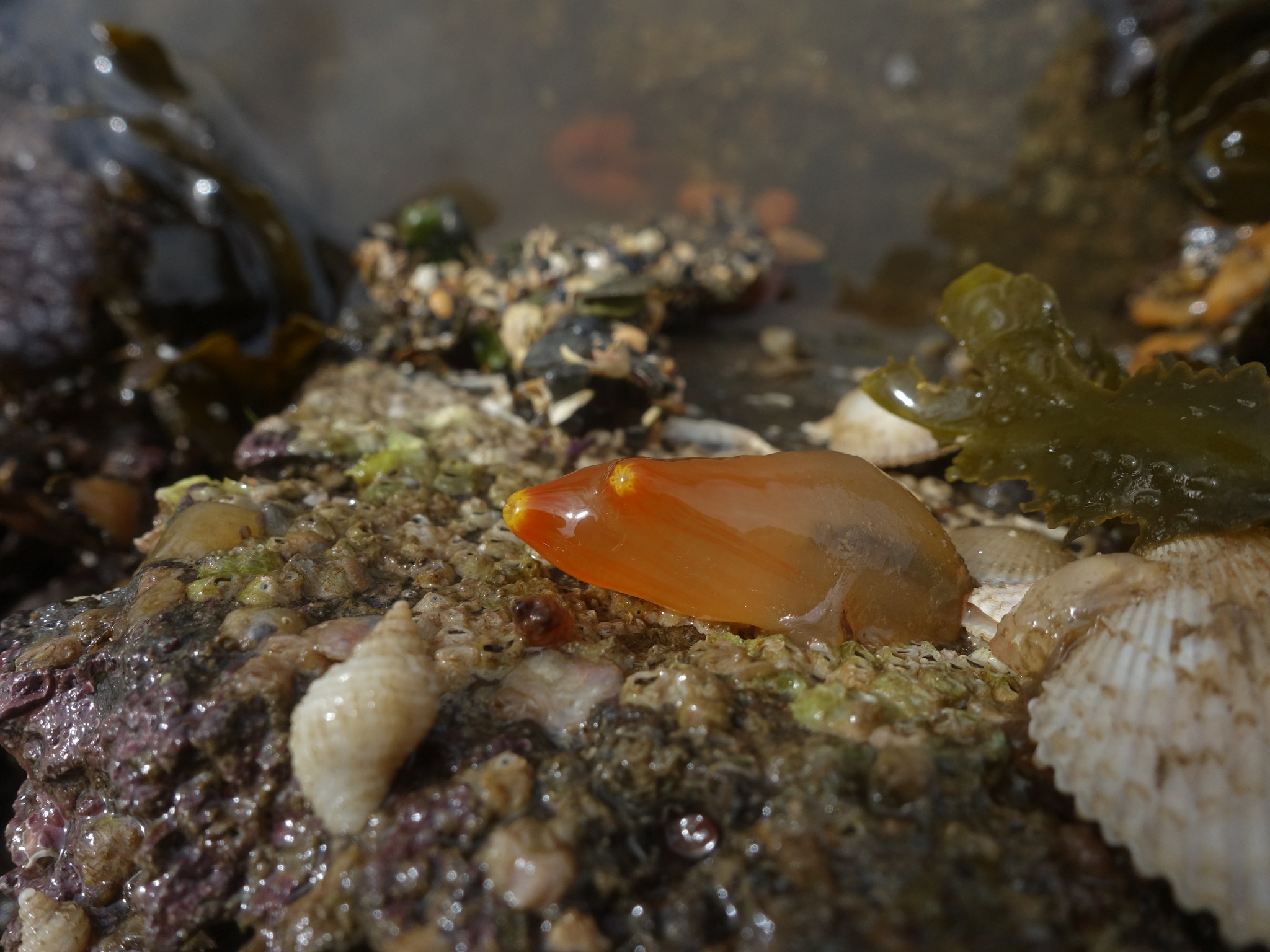 Ciona intestinalis (Linnaeus, 1767)