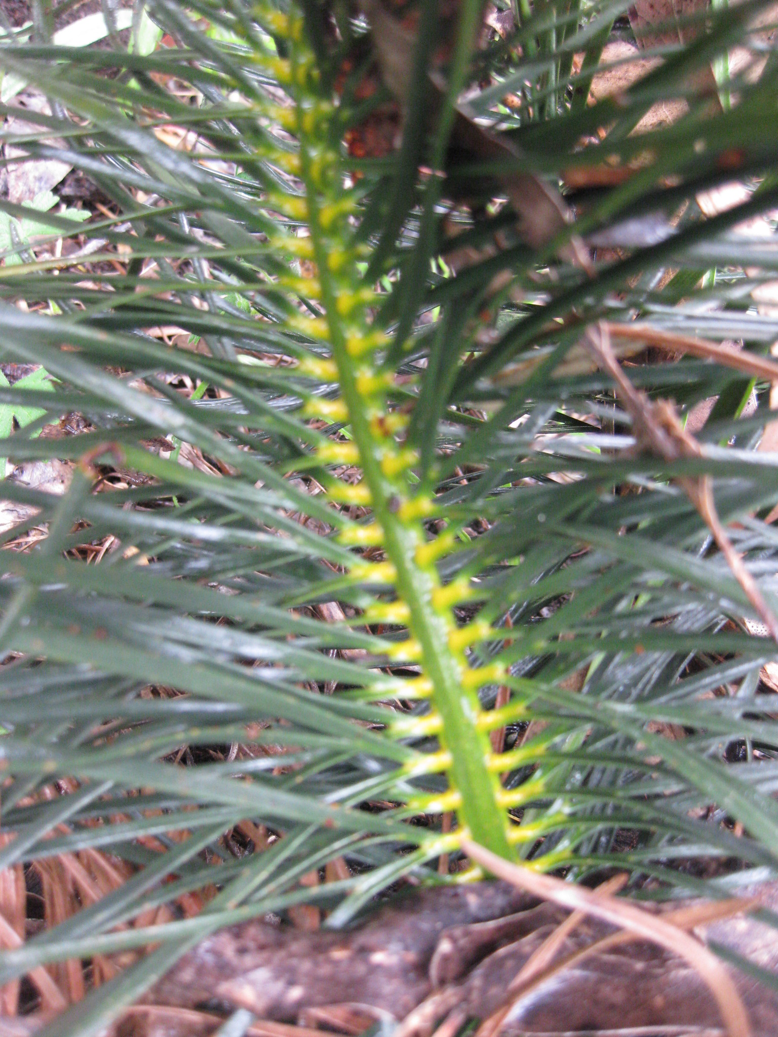 Macrozamia stenomera · iNaturalist