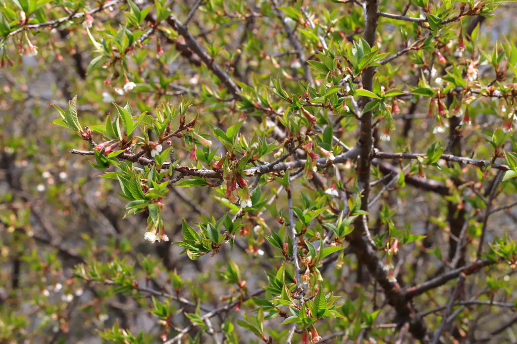 Prunus rufa