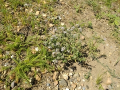 Ziziphora clinopodioides