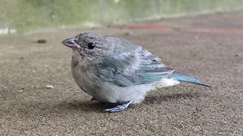 Sayaca Tanager