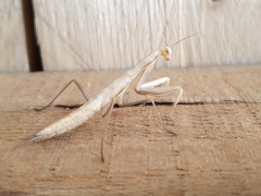 Mantis religiosa