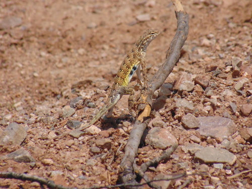 Elegant Earless Lizard
