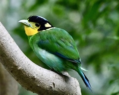 Psarisomus dalhousiae