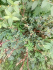 Amaranthus fimbriatus