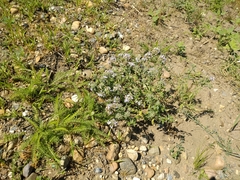 Ziziphora clinopodioides