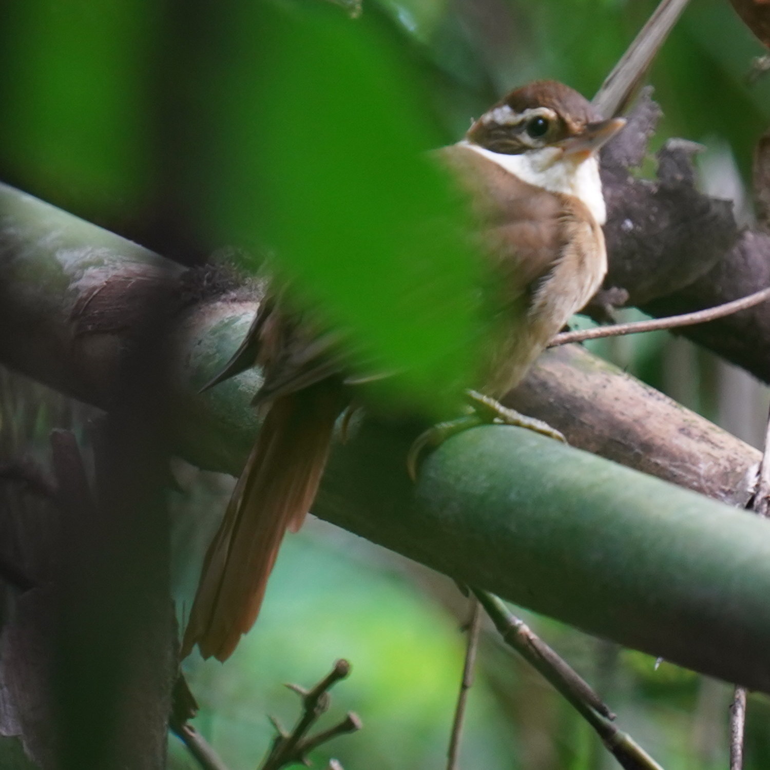 White-collared Foliage-gleaner (Anabazenops fuscus), photo 2