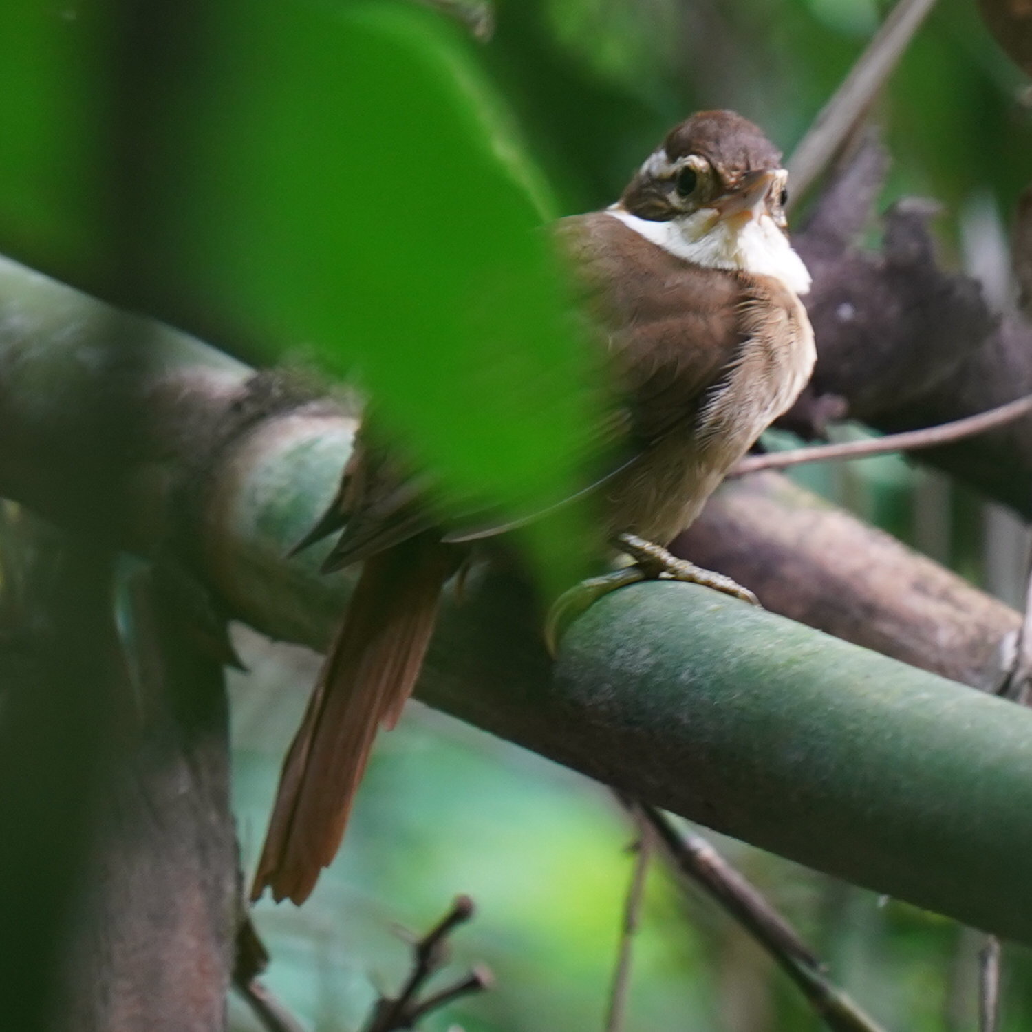 White-collared Foliage-gleaner (Anabazenops fuscus), photo 3