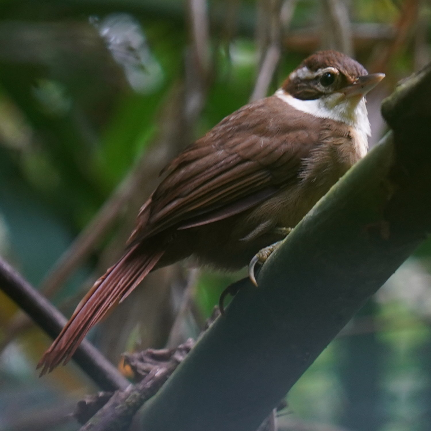 White-collared Foliage-gleaner (Anabazenops fuscus), photo 4