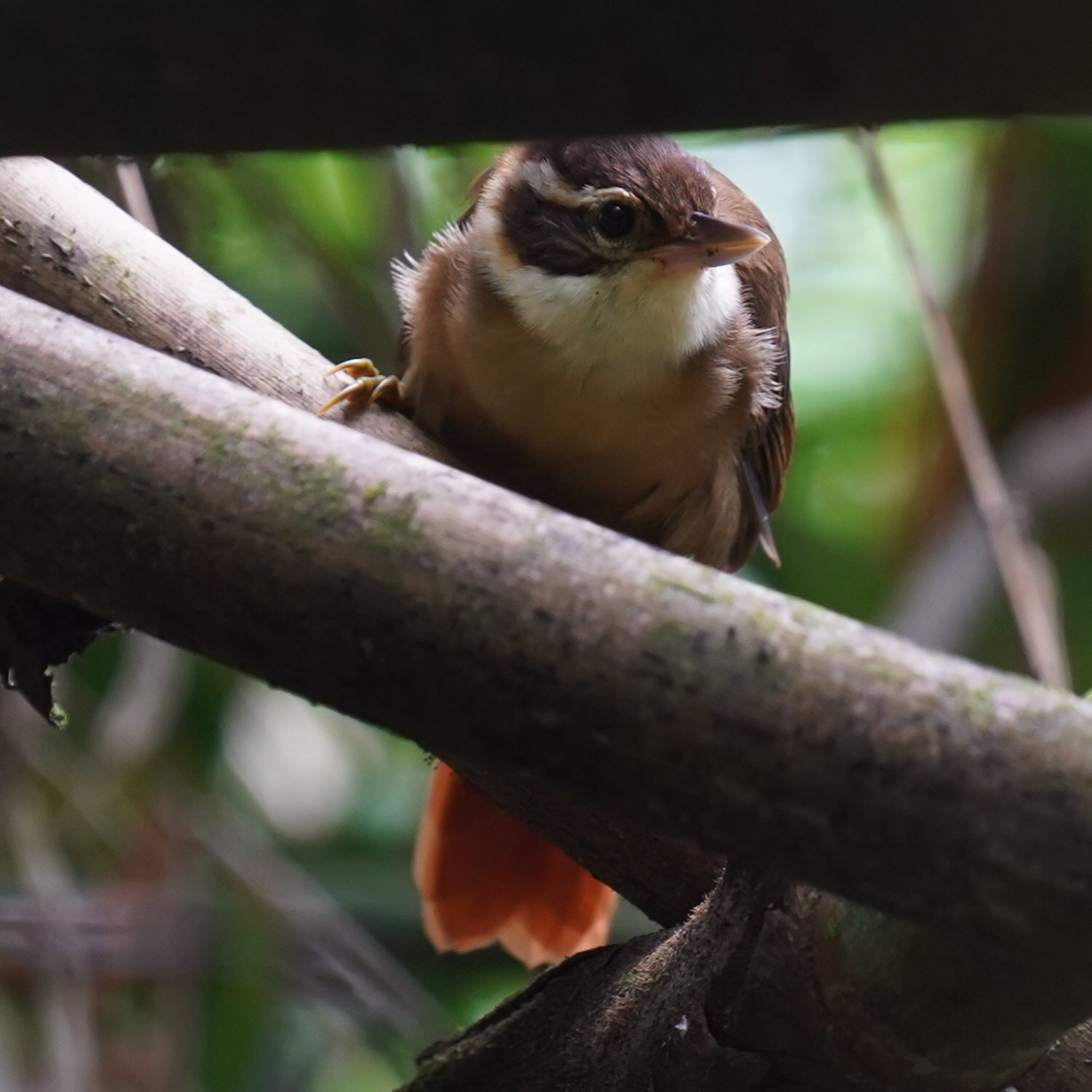 White-collared Foliage-gleaner (Anabazenops fuscus), photo 5