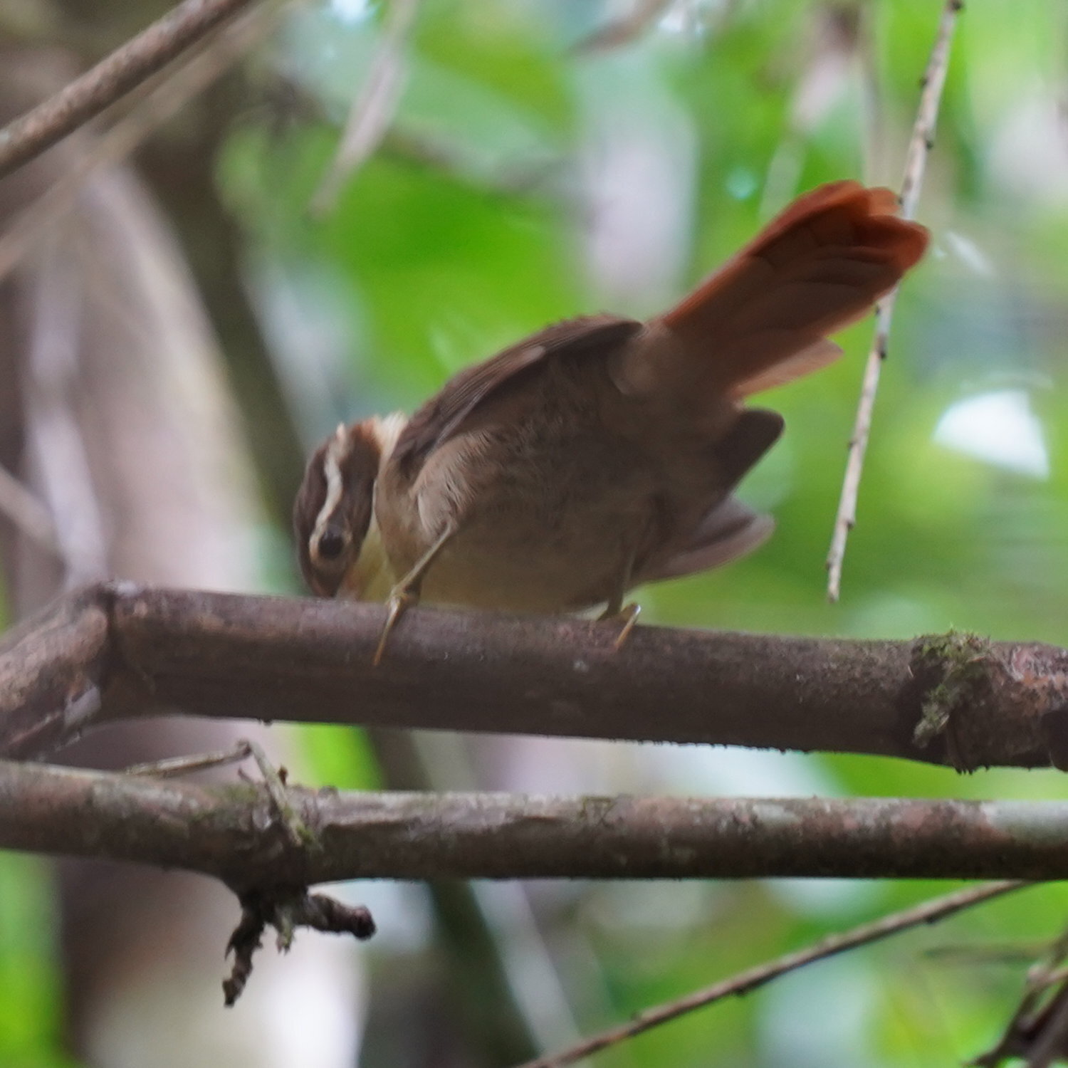 White-collared Foliage-gleaner (Anabazenops fuscus), photo 6