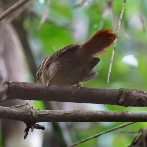 White-collared Foliage-gleaner (Anabazenops fuscus), photo 9