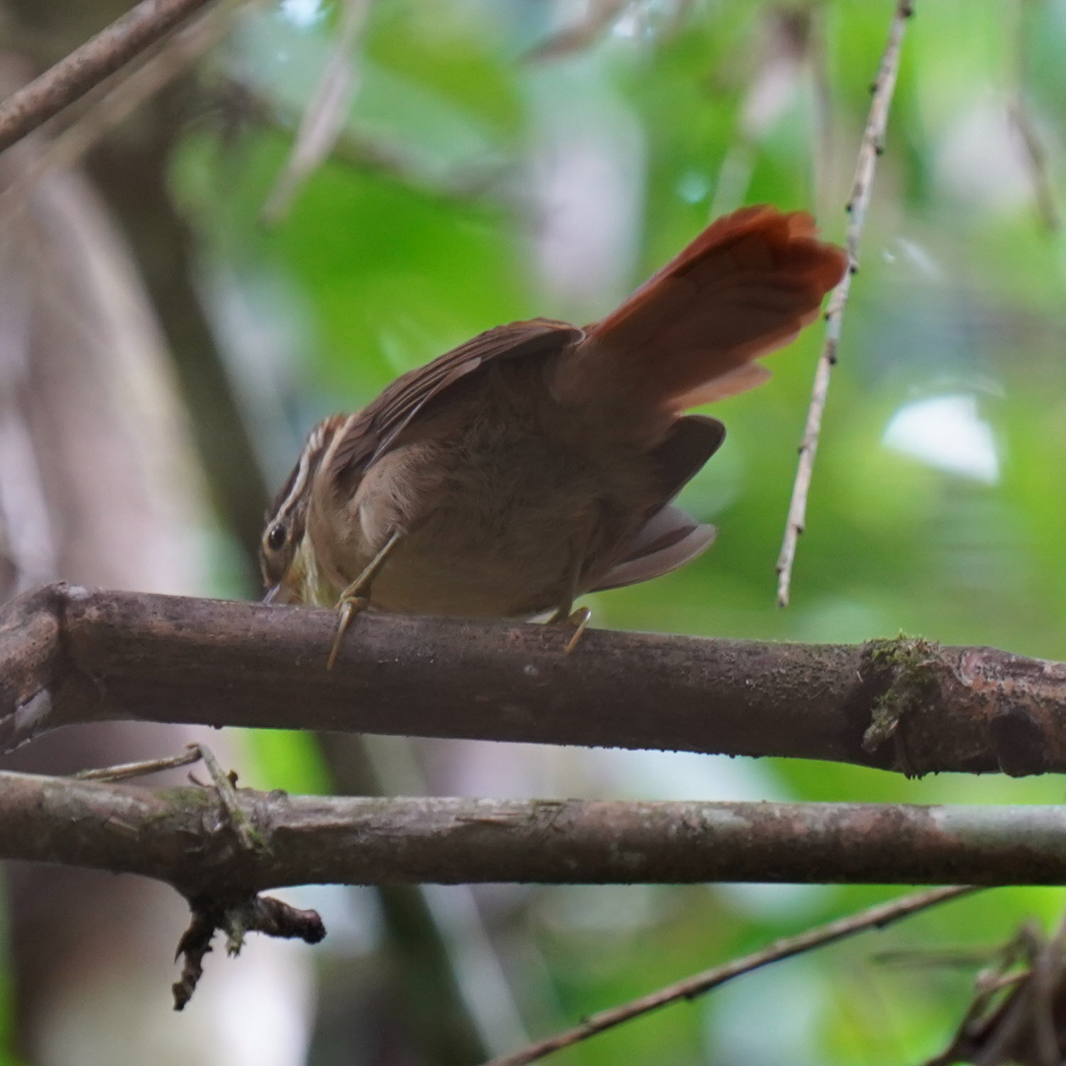 White-collared Foliage-gleaner (Anabazenops fuscus), photo 7