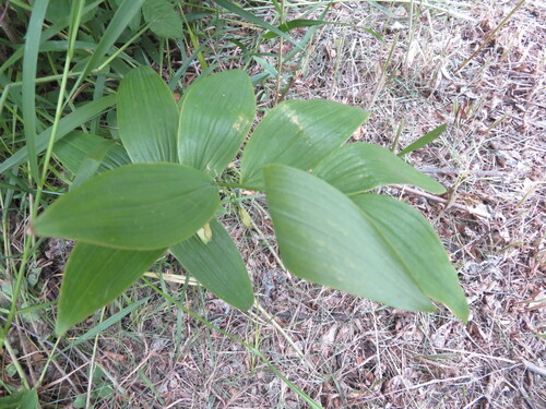 Polygonatum biflorum