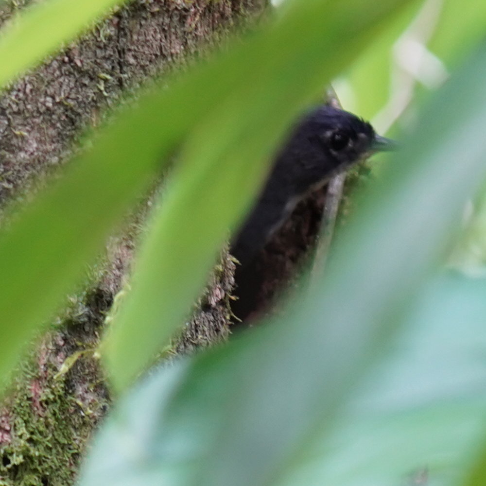 White-breasted Tapaculo (Eleoscytalopus indigoticus), photo 3