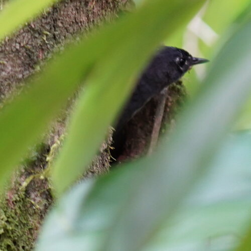 White-breasted Tapaculo (Eleoscytalopus indigoticus), photo 4