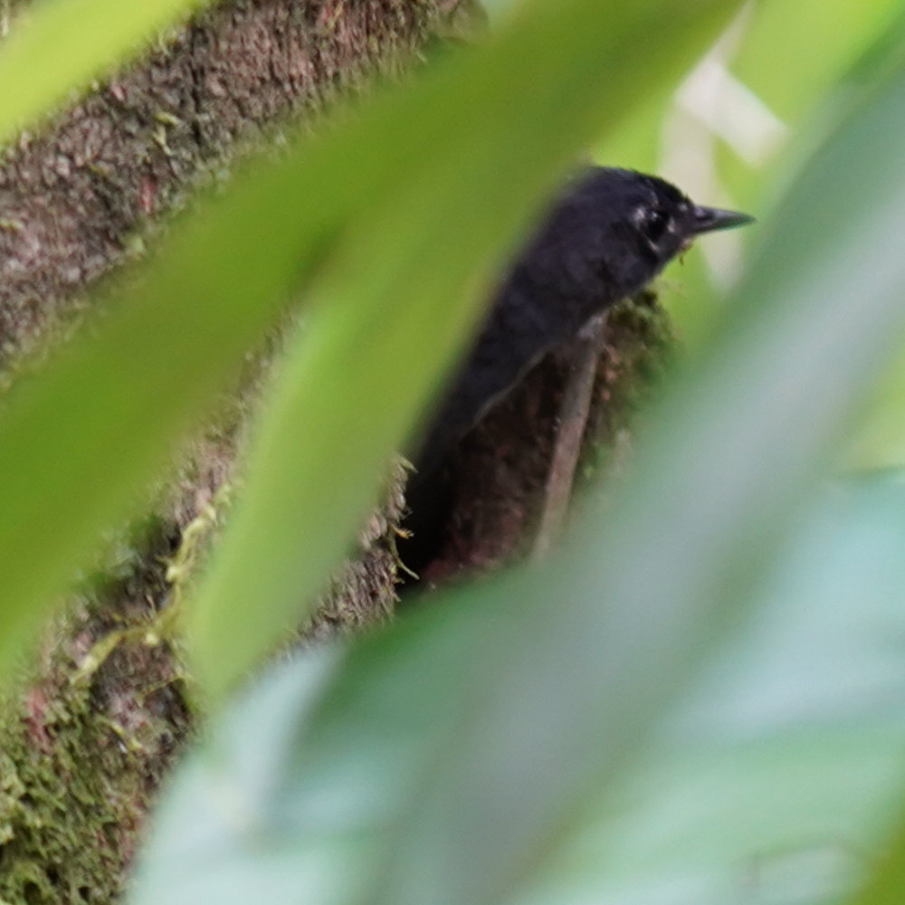 White-breasted Tapaculo (Eleoscytalopus indigoticus), photo 4