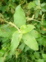 Commelina benghalensis