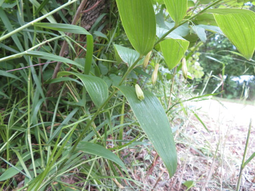 Polygonatum biflorum
