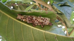 Ropalidia cyathiformis